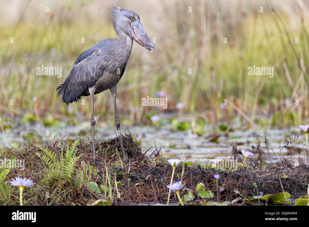 Le Balaeniceps africain (Balaeniceps rex) est un grand oiseau africain de l'ordre des rochers, connu surtout en raison de son bec de forme remarquable. Banque D'Images