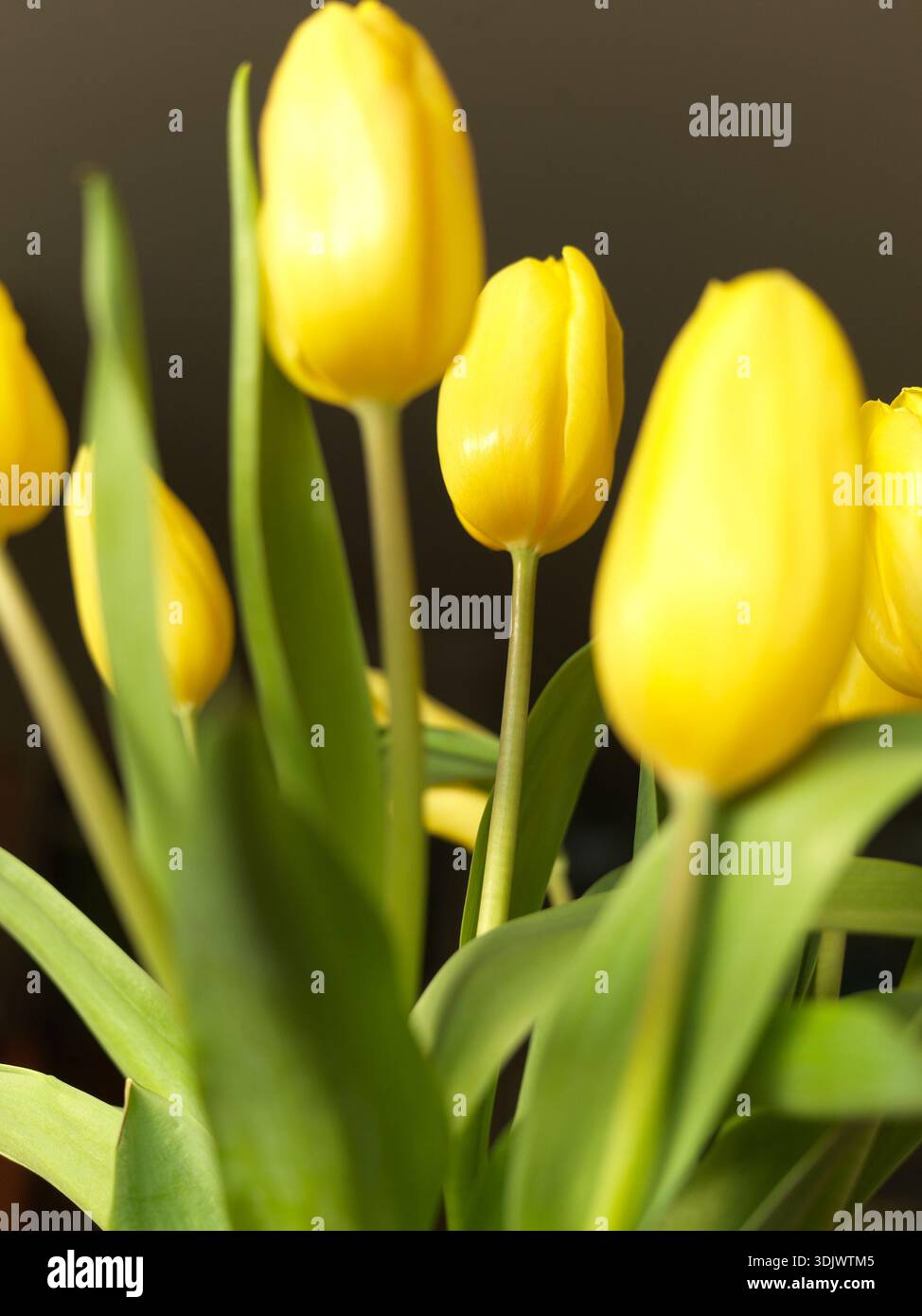 Tulipes jaunes photographiées avec lumière naturelle et faible profondeur de champ sur un fond sombre Banque D'Images