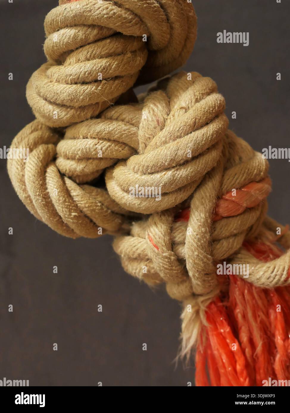 Corde d'escalade nouée avec une surface rugueuse et des extrémités orange effilochées sur un fond sombre dans une salle de sport. Gros plan. Espace pour le texte. Banque D'Images