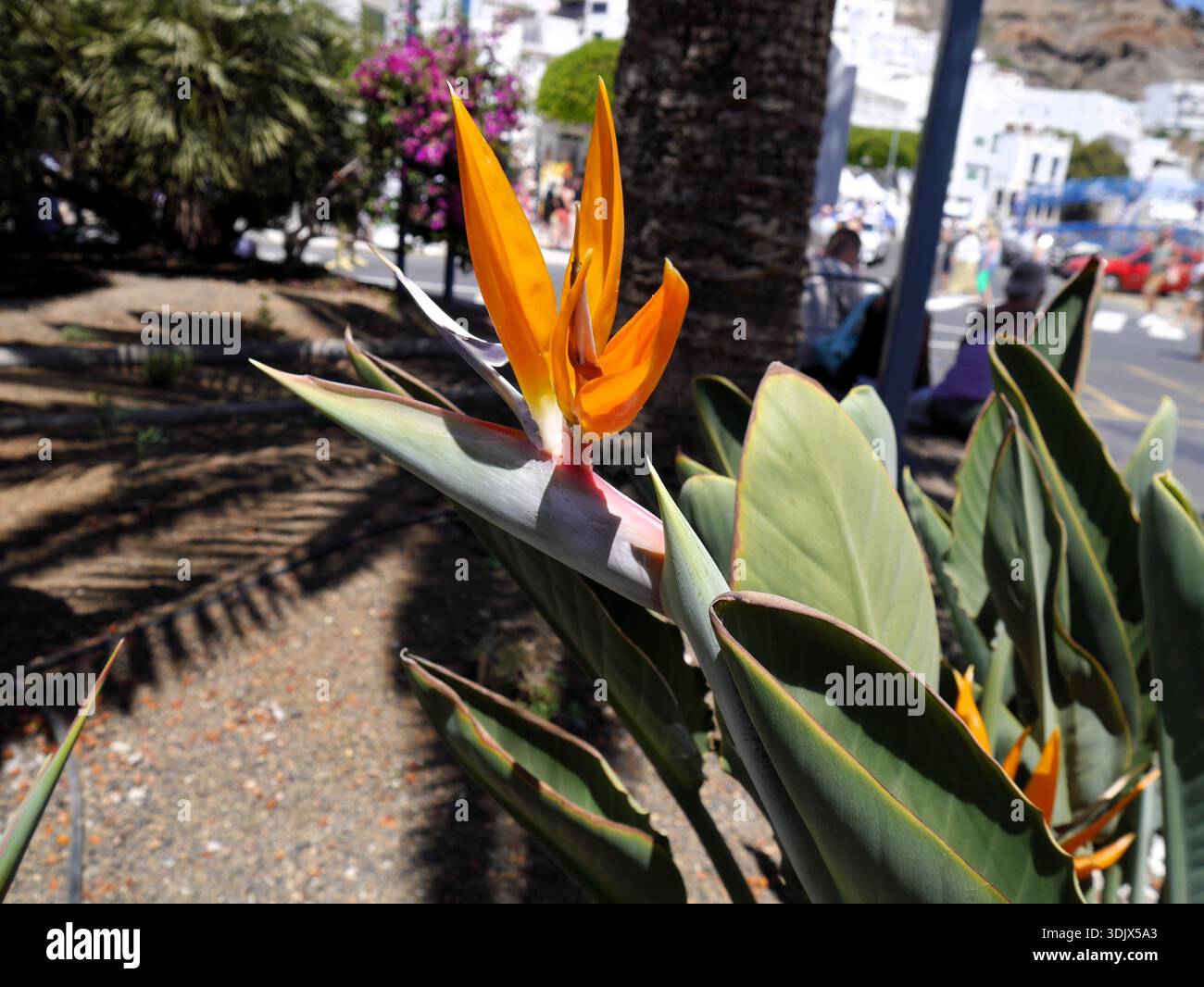 Une plante oiseau de Paradis, également connue sous le nom de Strelitzia reginae. Banque D'Images