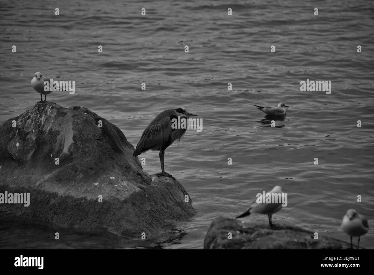 Une scène sereine d'oiseaux perchés sur les rochers au bord de l'eau à Zurich. Banque D'Images