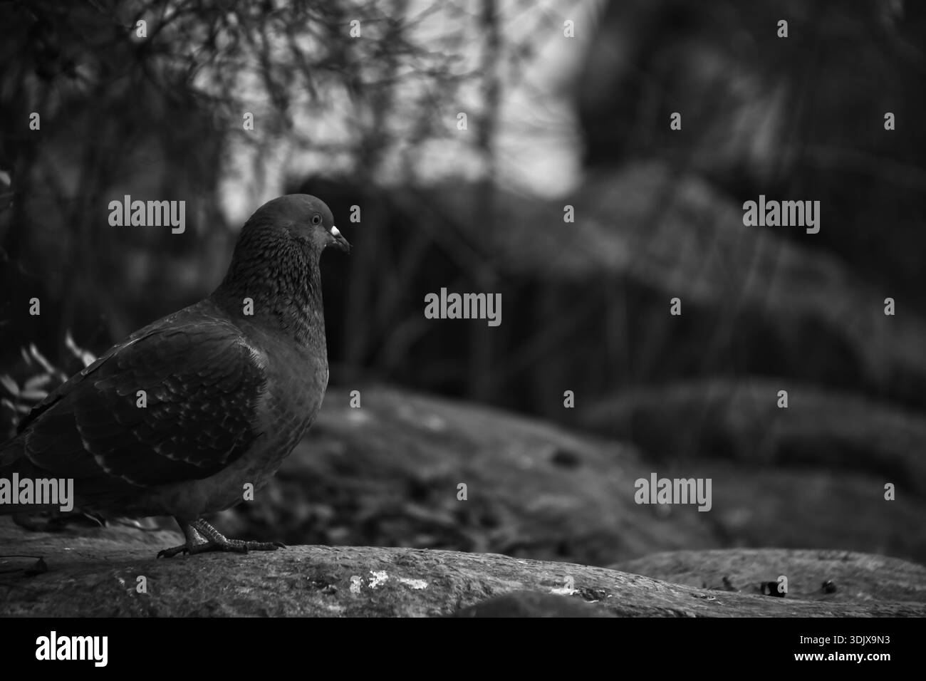 Pigeon solitaire perché sur un rocher, capturé à Zurich. Banque D'Images