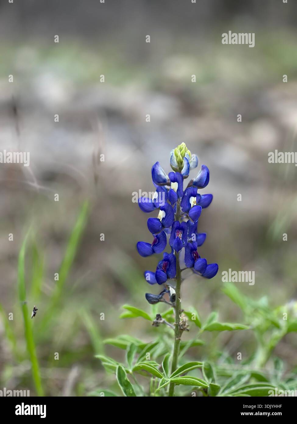 Bluebonnet Texas Banque D'Images