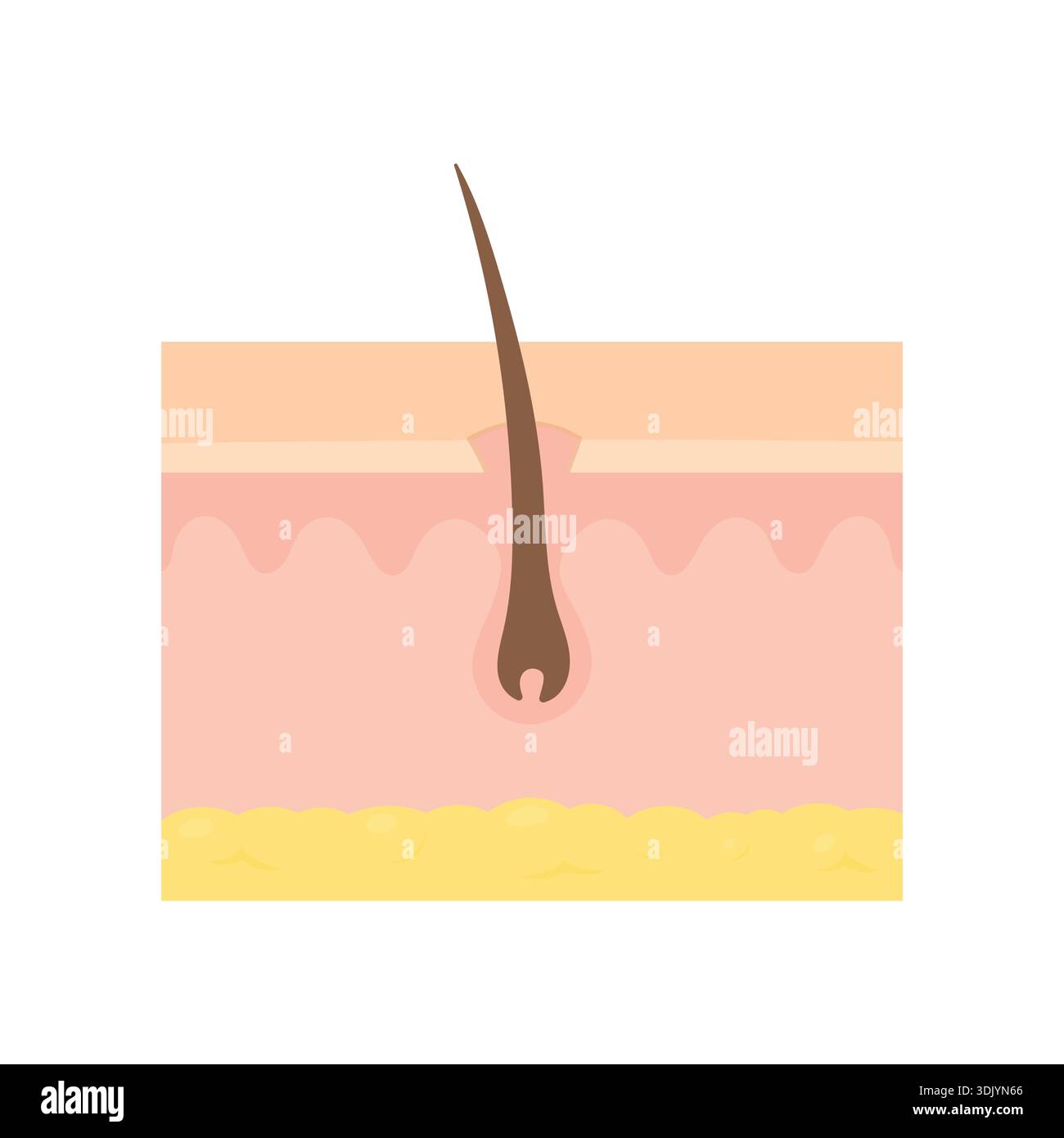 Illustration vectorielle d'un follicule pileux humain sur fond blanc. Concept médical et biologique pour la dermatologie, les soins capillaires, la santé du cuir chevelu. Illustration de Vecteur