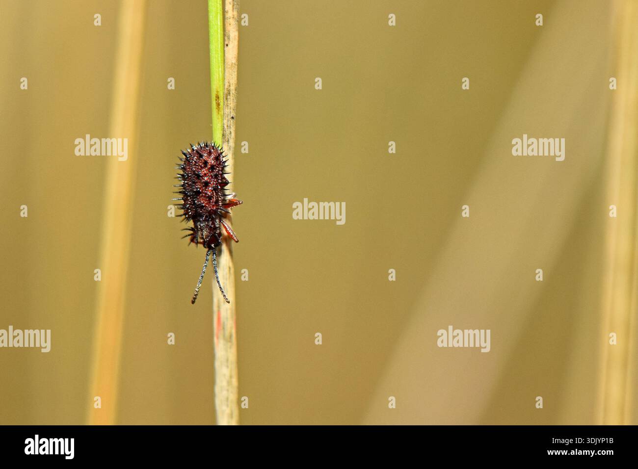Plan macro d'un coléoptère hispin rocheux (Dicladispa testacea) grimpant sur une tige de plante mince sur un fond doré doux à Chypre. Banque D'Images
