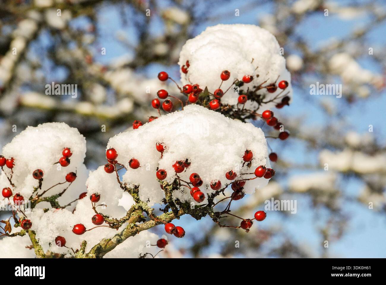 Baies rouges profondes d'aubépine commune, Crataegus monogyna, contrastant avec une couverture de neige blanche. Banque D'Images