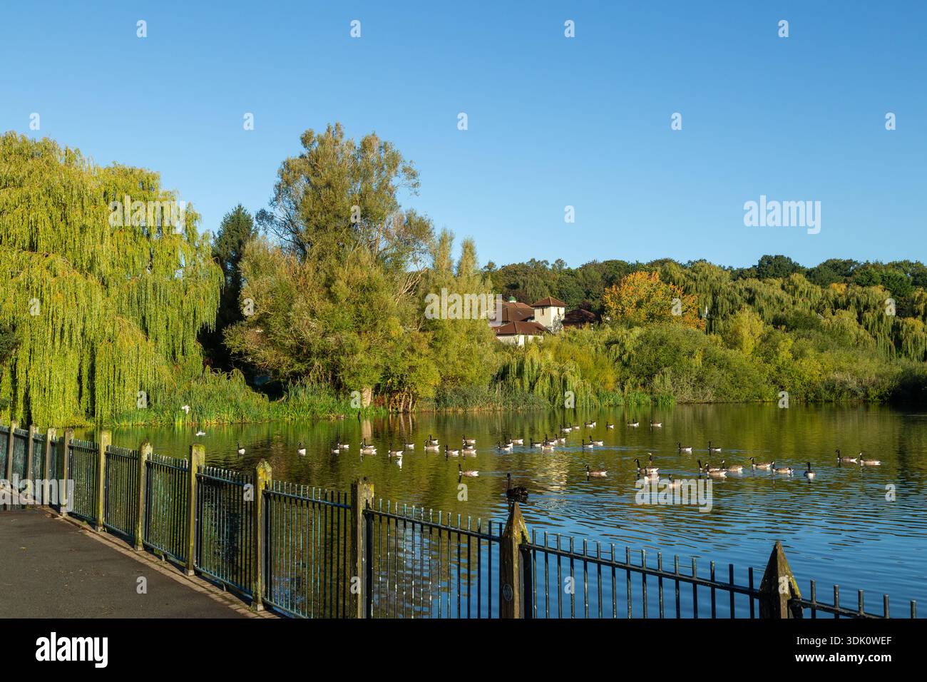 Knutsford Moor Pond dans le parc des villes, Knutsford, Cheshire, Angleterre Banque D'Images