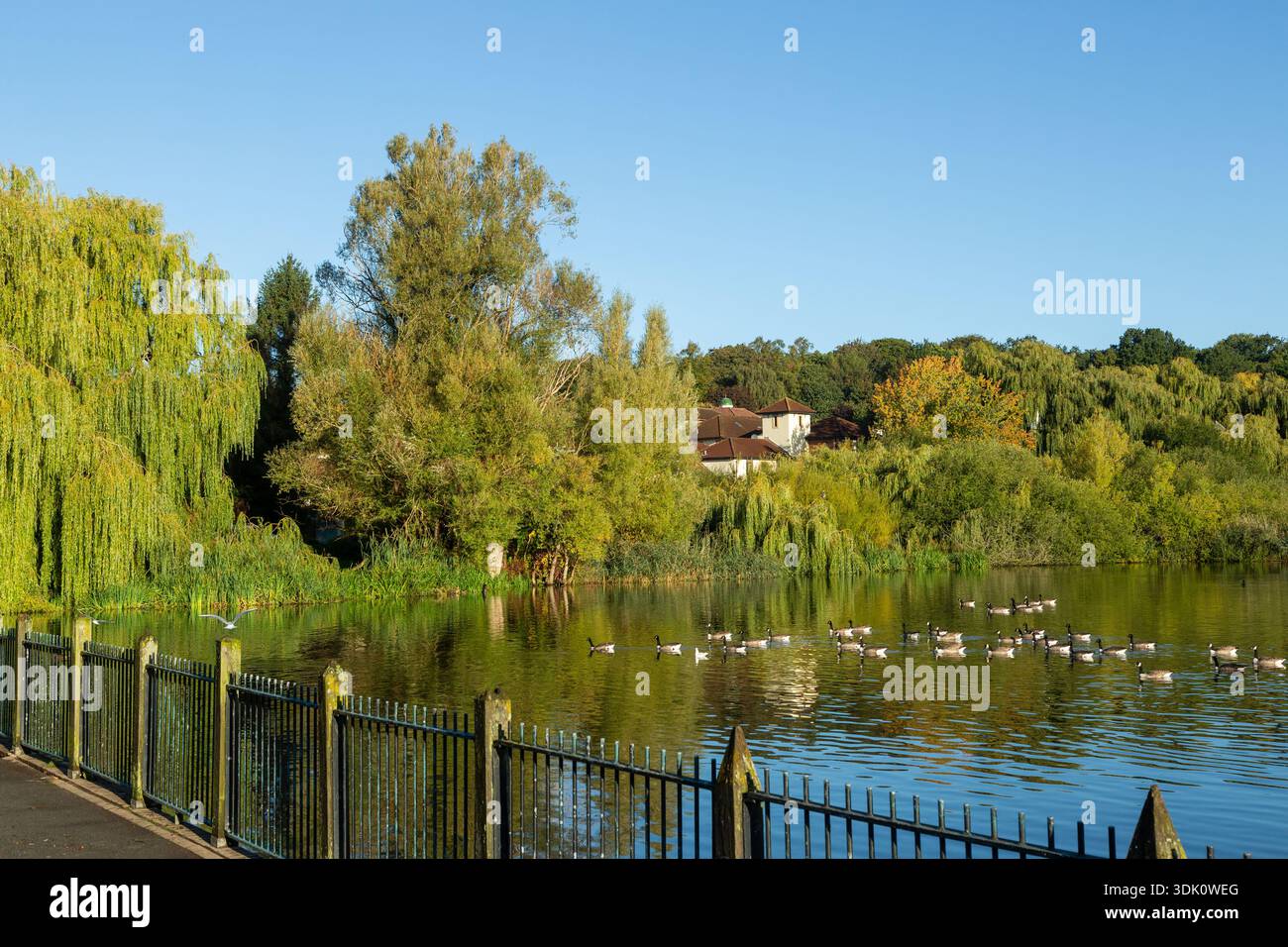 Knutsford Moor Pond dans le parc des villes, Knutsford, Cheshire, Angleterre Banque D'Images