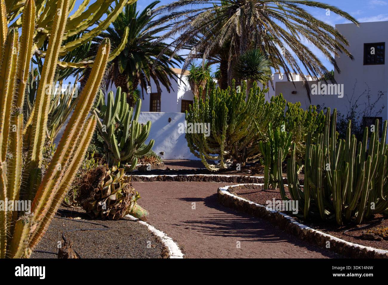 Jardin de cactus en face de la Maison Blanche Fuerteventura îles Canaries Banque D'Images