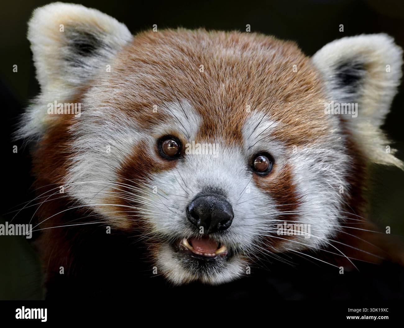 Le panda rouge Banque D'Images