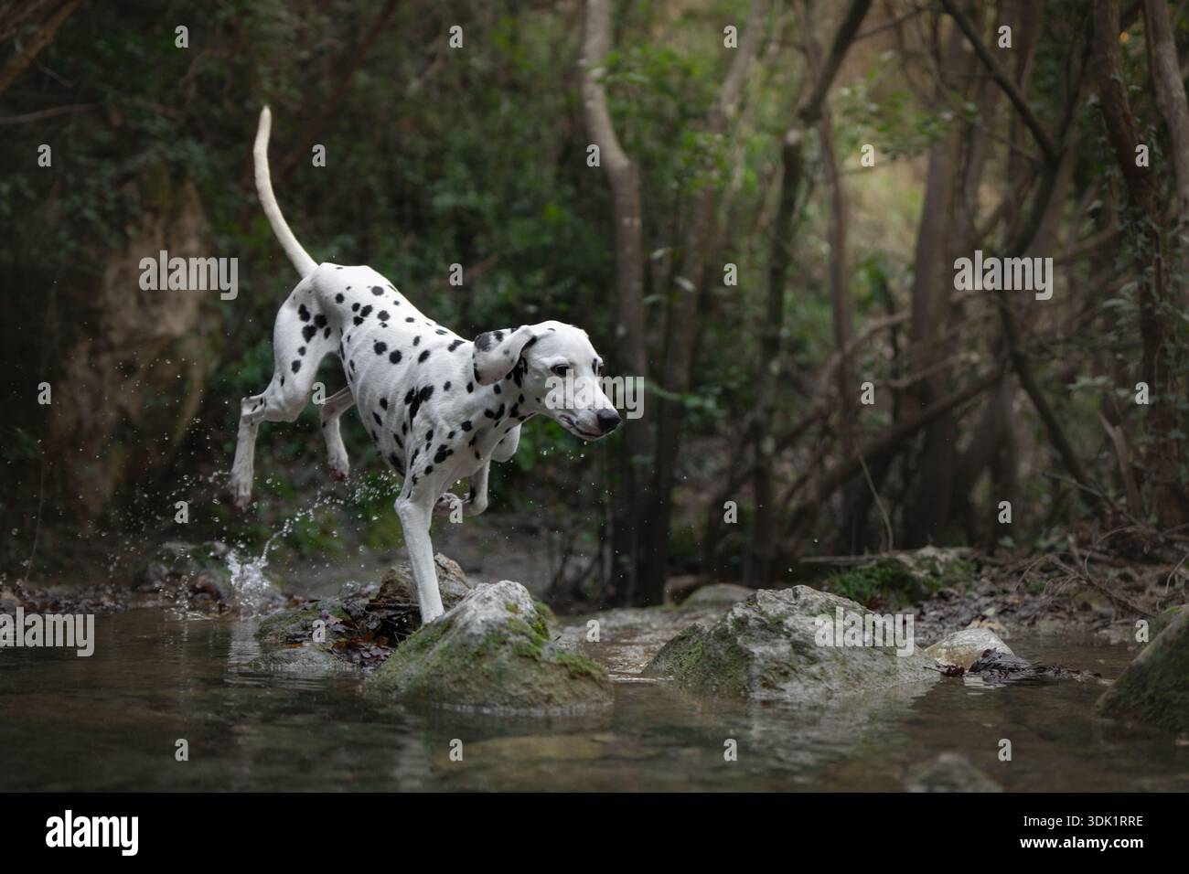 Chien dalmatien marchant soigneusement à travers l'eau peu profonde dans la crique forestière. Banque D'Images