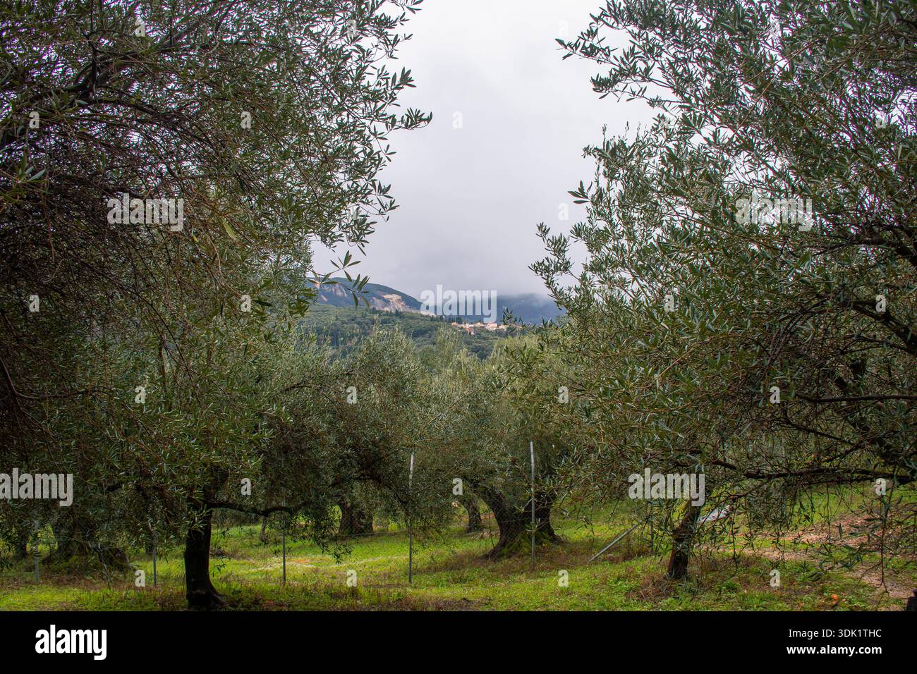 Vue à travers les branches d'oliviers regardant vers le village lointain de Valaneio à Corfou Grèce avec ciel nuageux et montagnes brumeuses dans la BA Banque D'Images