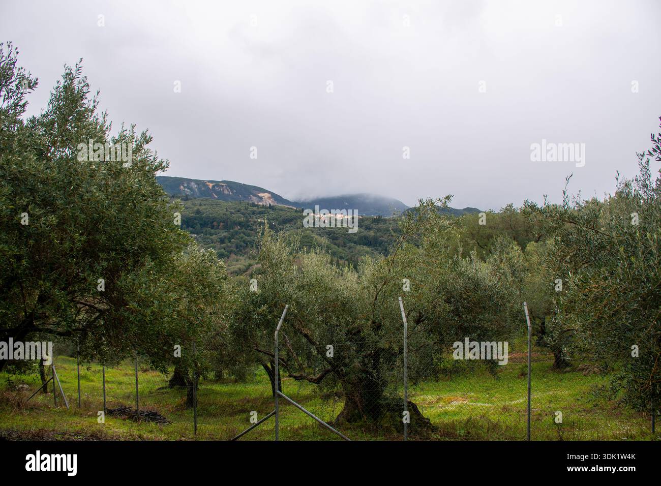 Oliveraie verte luxuriante avec une clôture en fil de fer au premier plan et le petit village de montagne de Valaneio visible au loin sous un ciel nuageux gris Banque D'Images