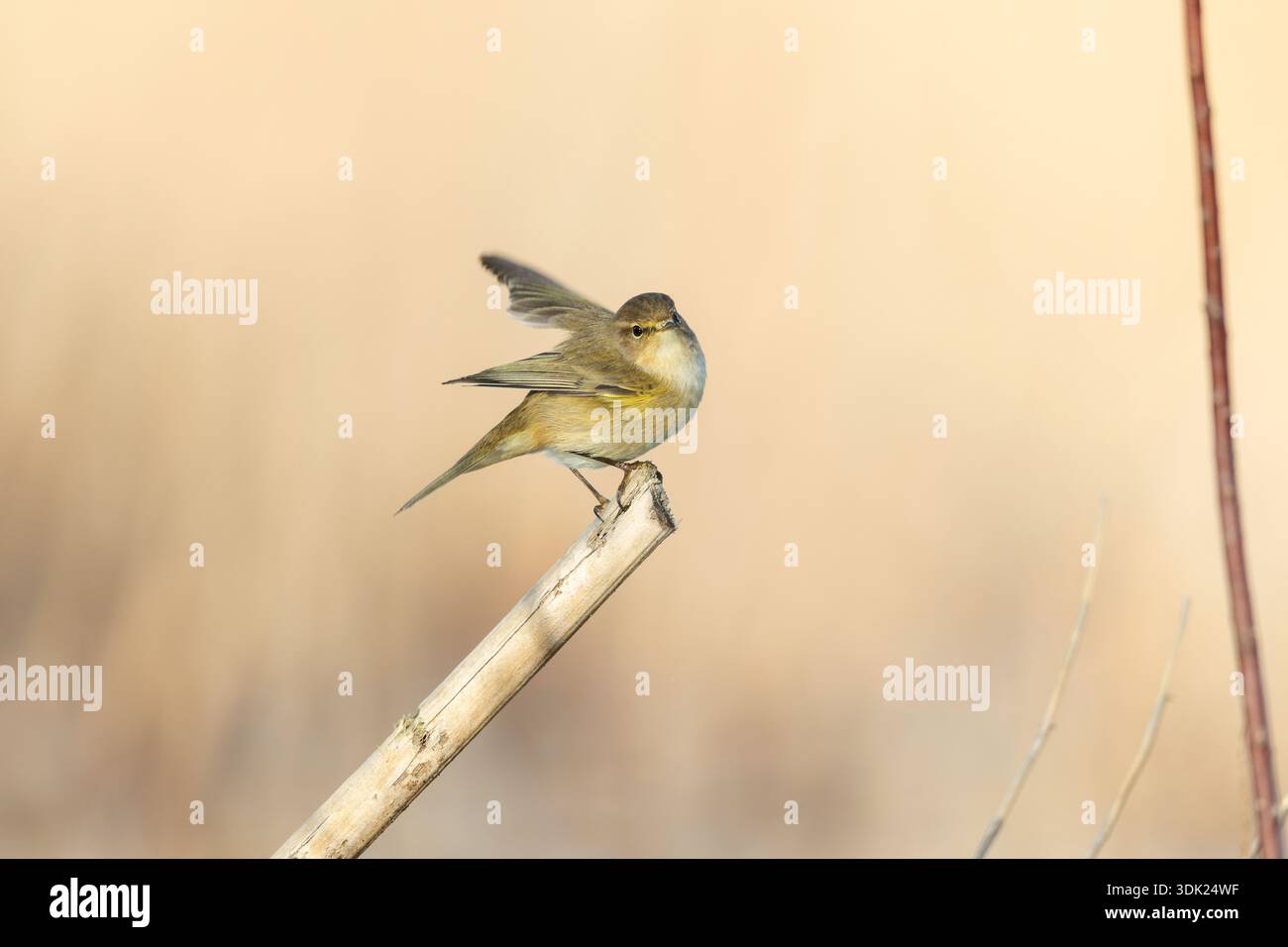 Chiffchaff ; Phylloscopus collybita ; sur roseau ; Royaume-Uni Banque D'Images