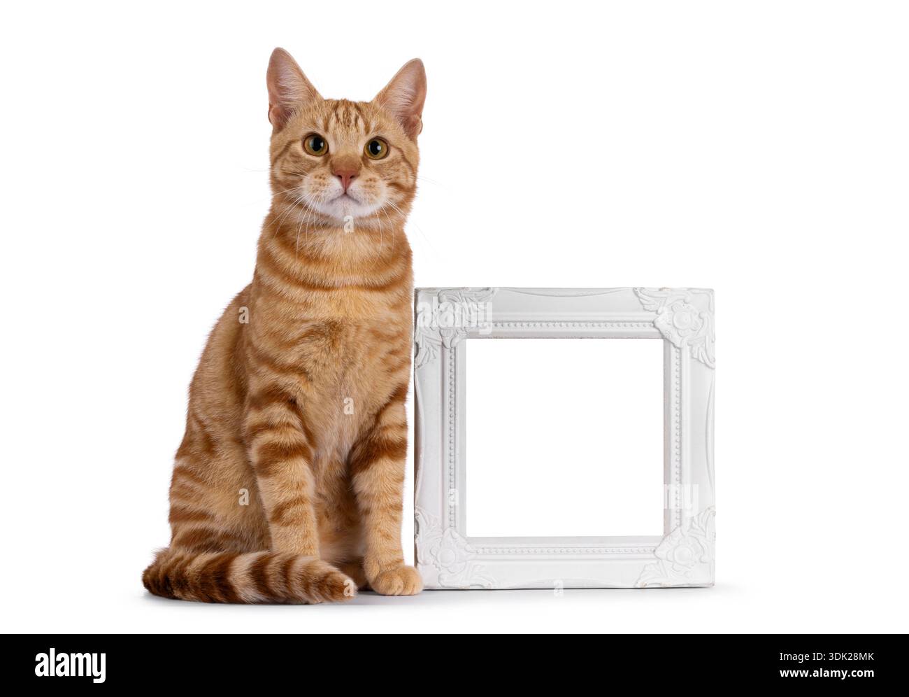 Beau jeune chat européen Shorthair de race pure, assis à côté d'un cadre photo vide. Je regarde directement la caméra. Isolé sur fond blanc. Banque D'Images