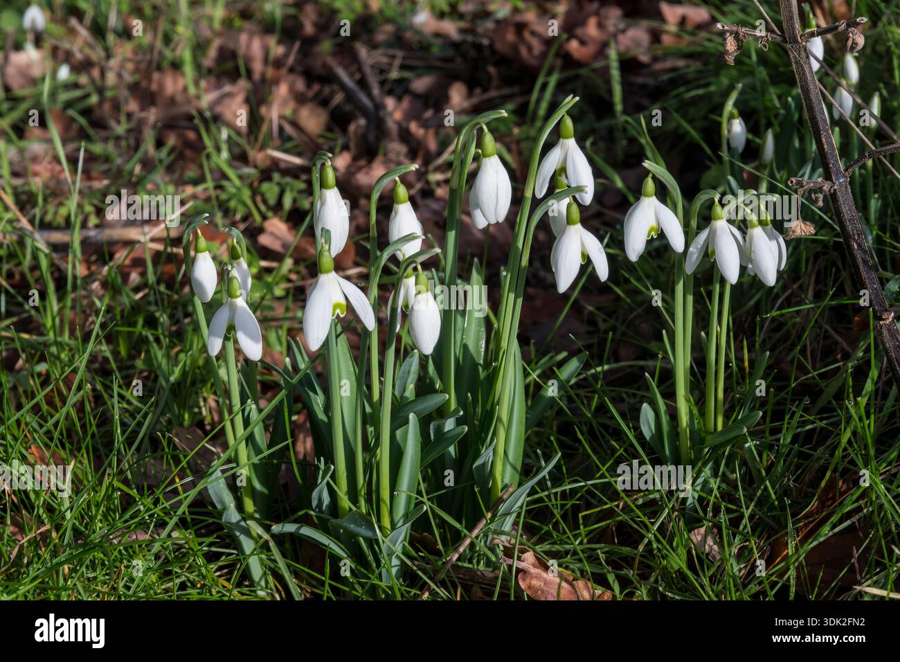 Gouttes de neige sauvages, Galanthus nivalis, poussant dans un bois de Norfolk en janvier. Banque D'Images