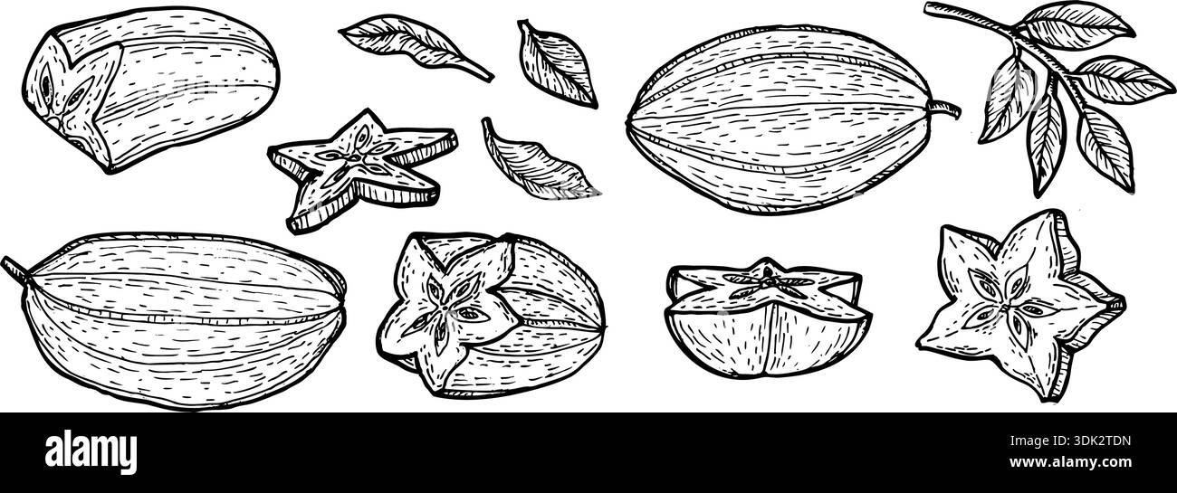 Ensemble d'illustration vectorielle de fruit étoilé. Croquis linéaire de gravure vintage de entiers, demi, morceaux, tranches de carambola. Ensemble de contour de fruit étoile pour la nourriture, cosm Illustration de Vecteur