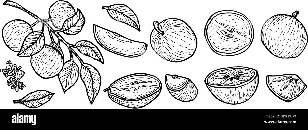 Star pomme caimito illustration vectorielle ensemble avec des fruits entiers, la moitié et les tranches, isolé sur un fond blanc dans le style vintage line art. Cainito tropique Illustration de Vecteur