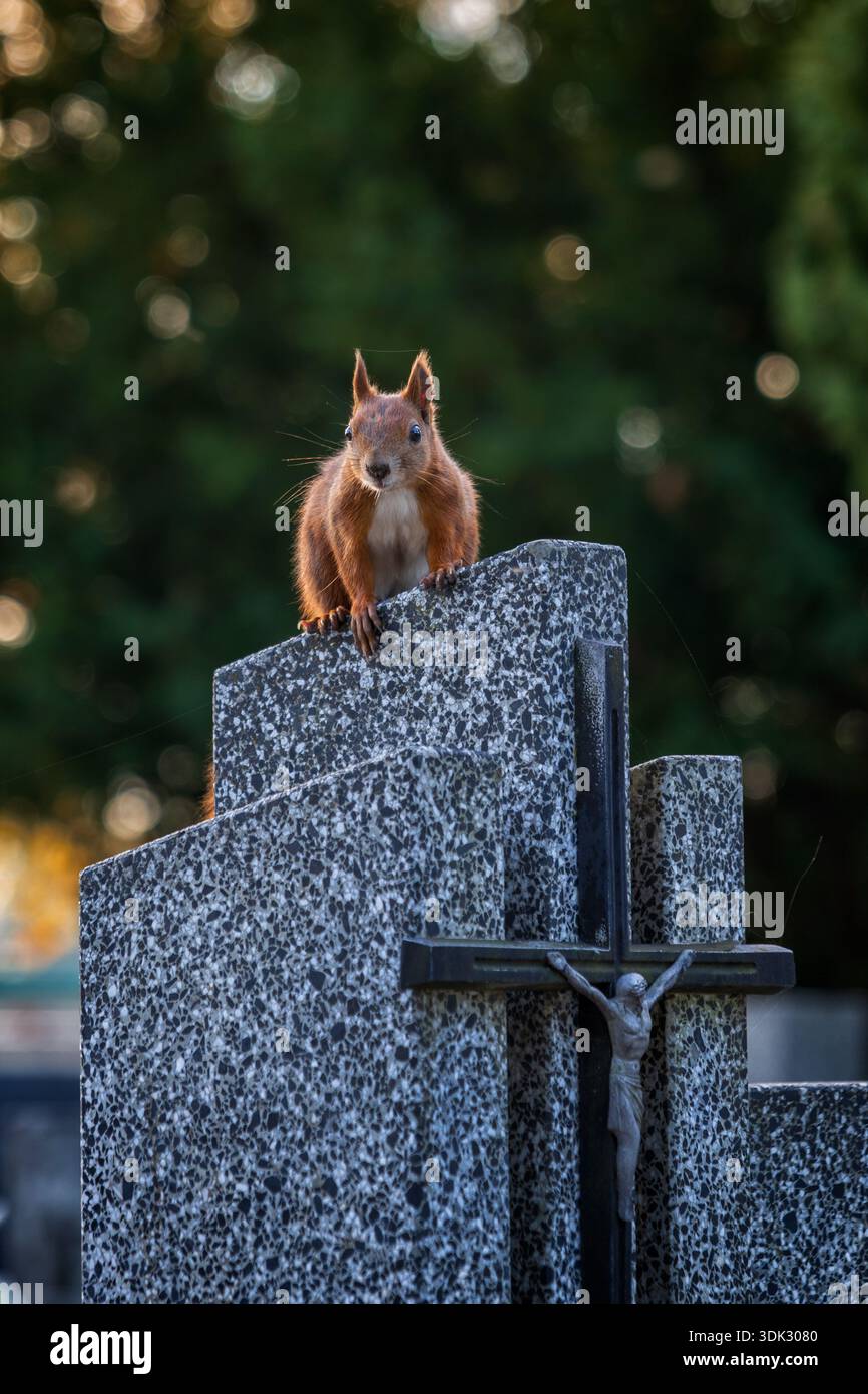 Écureuil roux eurasien (Sciurus vulgaris) sur une pierre tombale et un crucifix avec Jésus-Christ sur une croix dans un cimetière. Banque D'Images