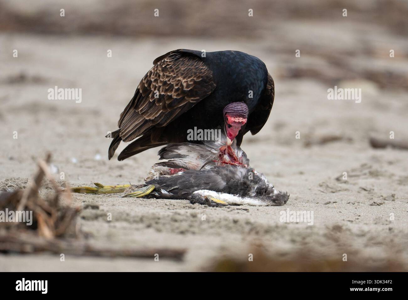 Vautours de dinde (Cathartes aura) mangeant une charcuterie, le corps d'un héron mort sur Avila Beach, Californie, États-Unis Banque D'Images