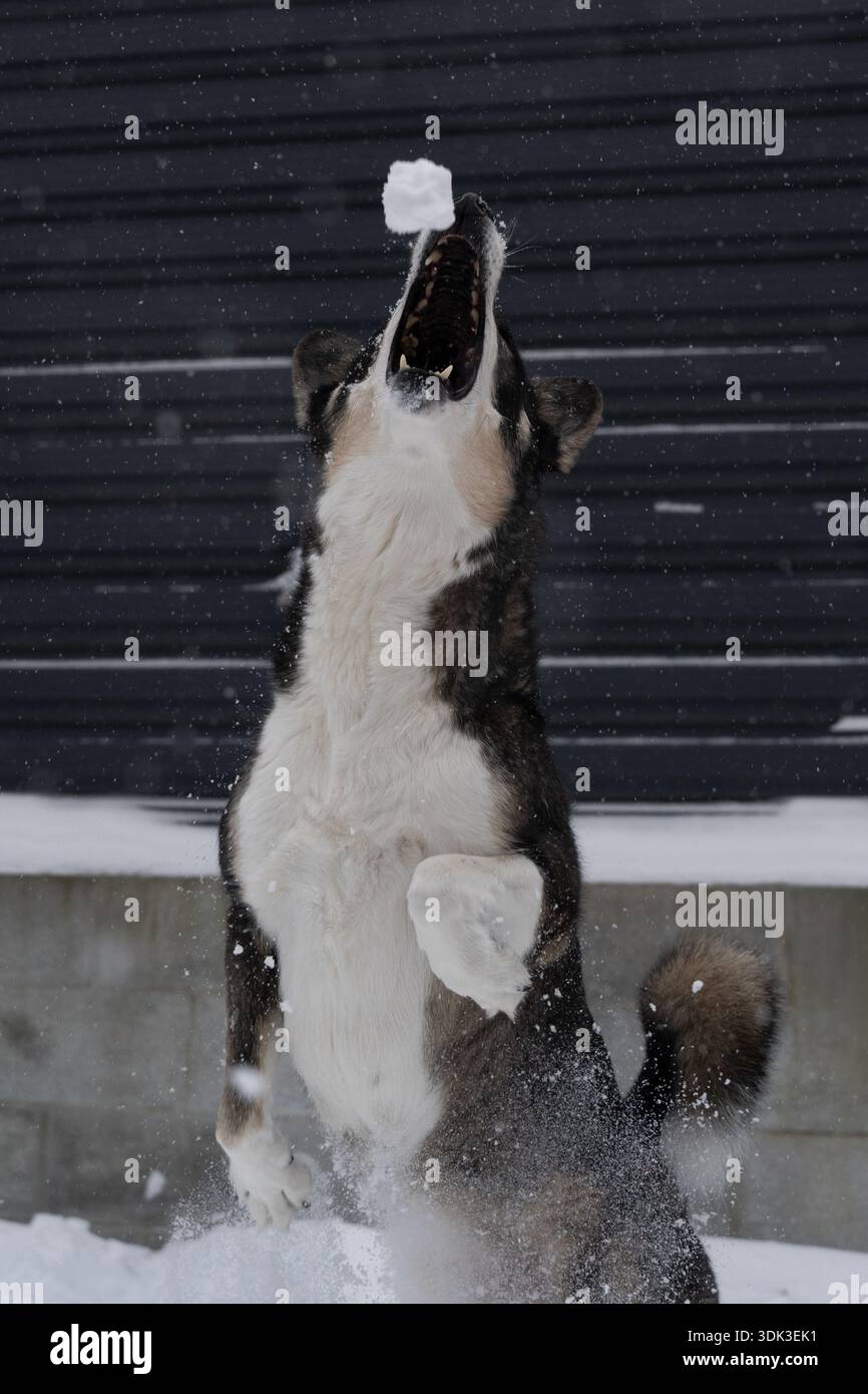 Chien ludique attrapant la neige tout en sautant pendant les chutes de neige d'hiver à l'extérieur. Banque D'Images