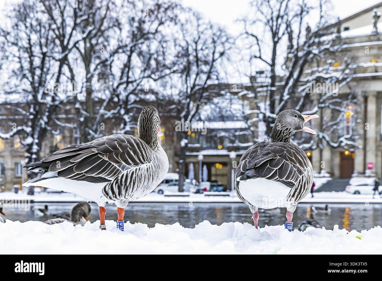 Hiver à Stuttgart. Il a neigé toute la nuit et la ville est blanche et hivernale tôt le matin. Des oies du Nil devant l'opéra. Stuttgart, Baden-W. Banque D'Images