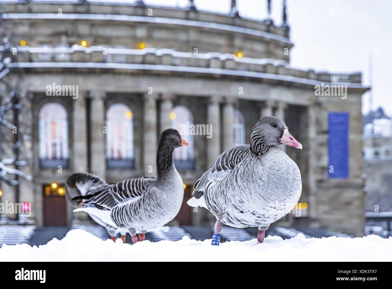 Hiver à Stuttgart. Il a neigé toute la nuit et la ville est blanche et hivernale tôt le matin. Des oies du Nil devant l'opéra. Stuttgart, Baden-W. Banque D'Images