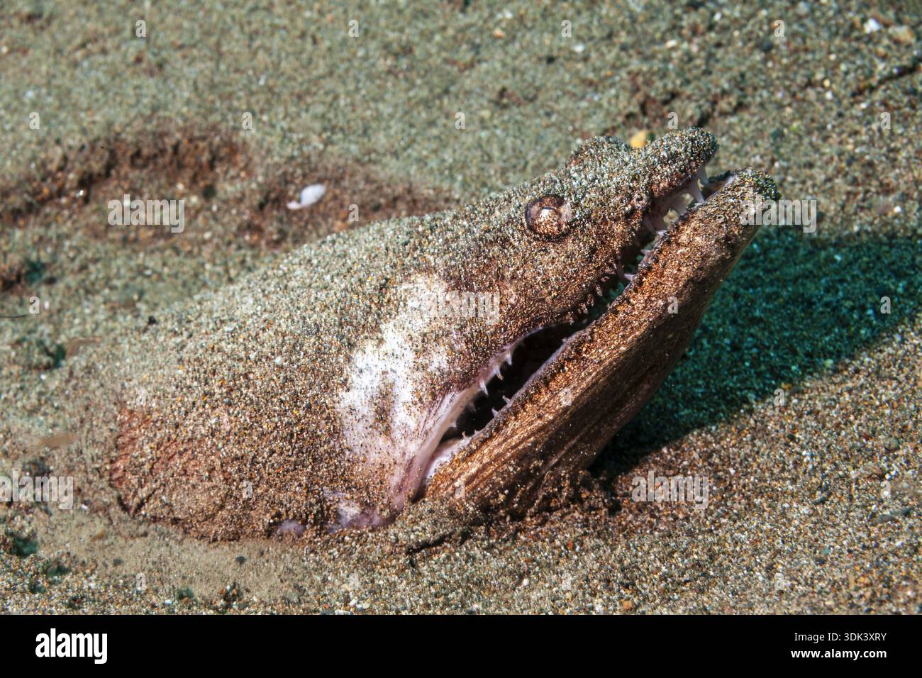 Anguille de serpent stargazing, Brachysomophis cirrocheilos, Mabini, Luçon, mer des Philippines, Philippines Banque D'Images