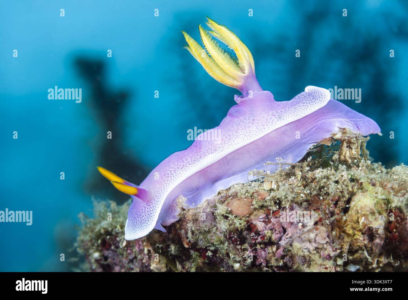 Escargot étoile rose, Hypselodoris bullockii, Mabini, Luzon, mer des Philippines, Philippines Banque D'Images