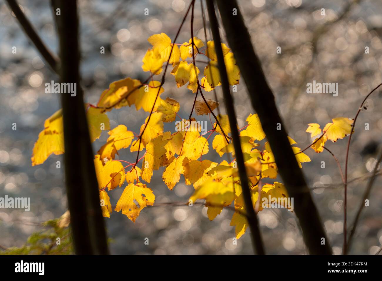 Arbre d'Aspen d'automne feuilles jaunes.affichage d'automne de feuilles jaunes sur un arbre d'Aspen. Banque D'Images