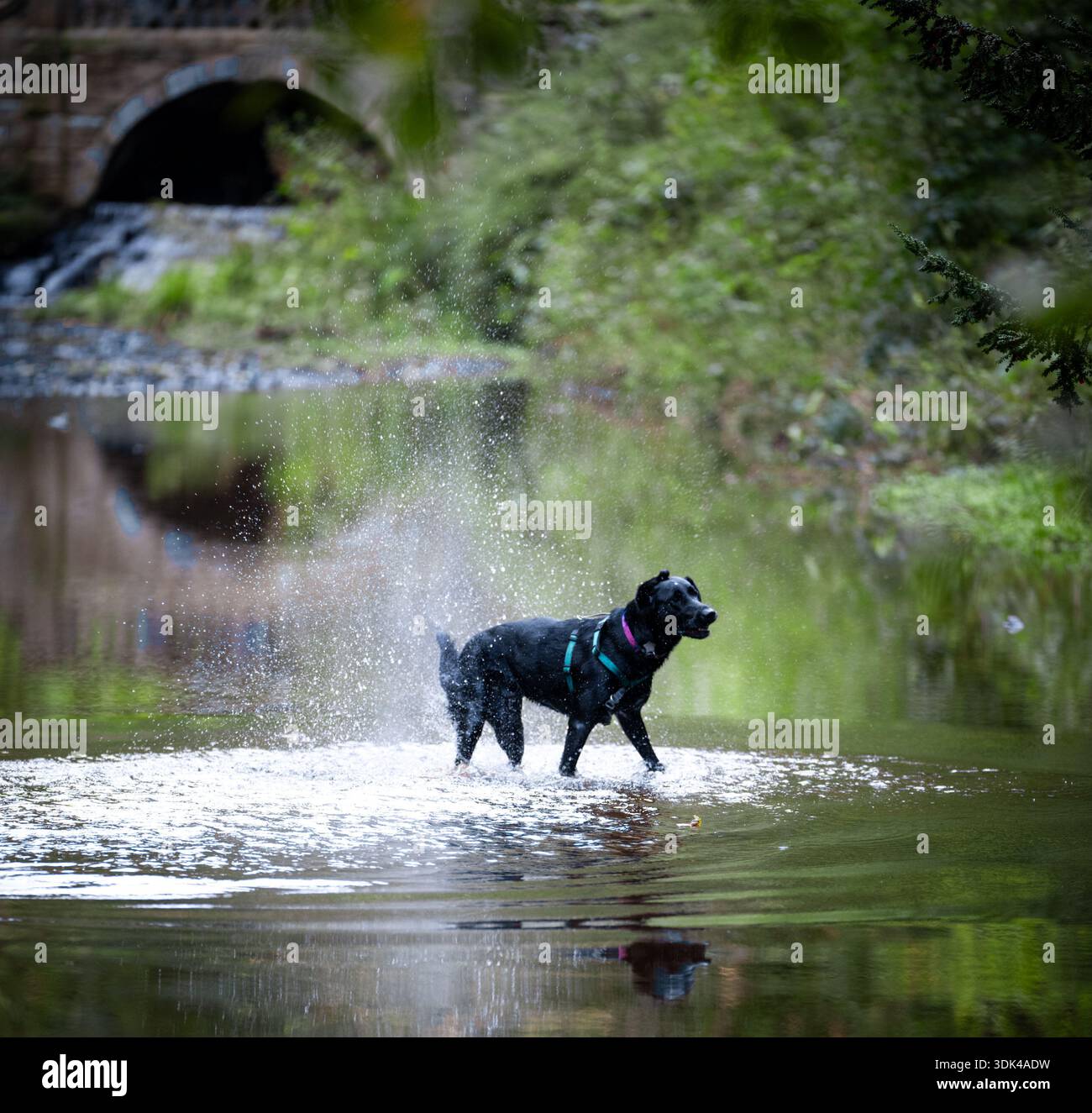 Un chien ayant une pagaie dans la rivière Banque D'Images