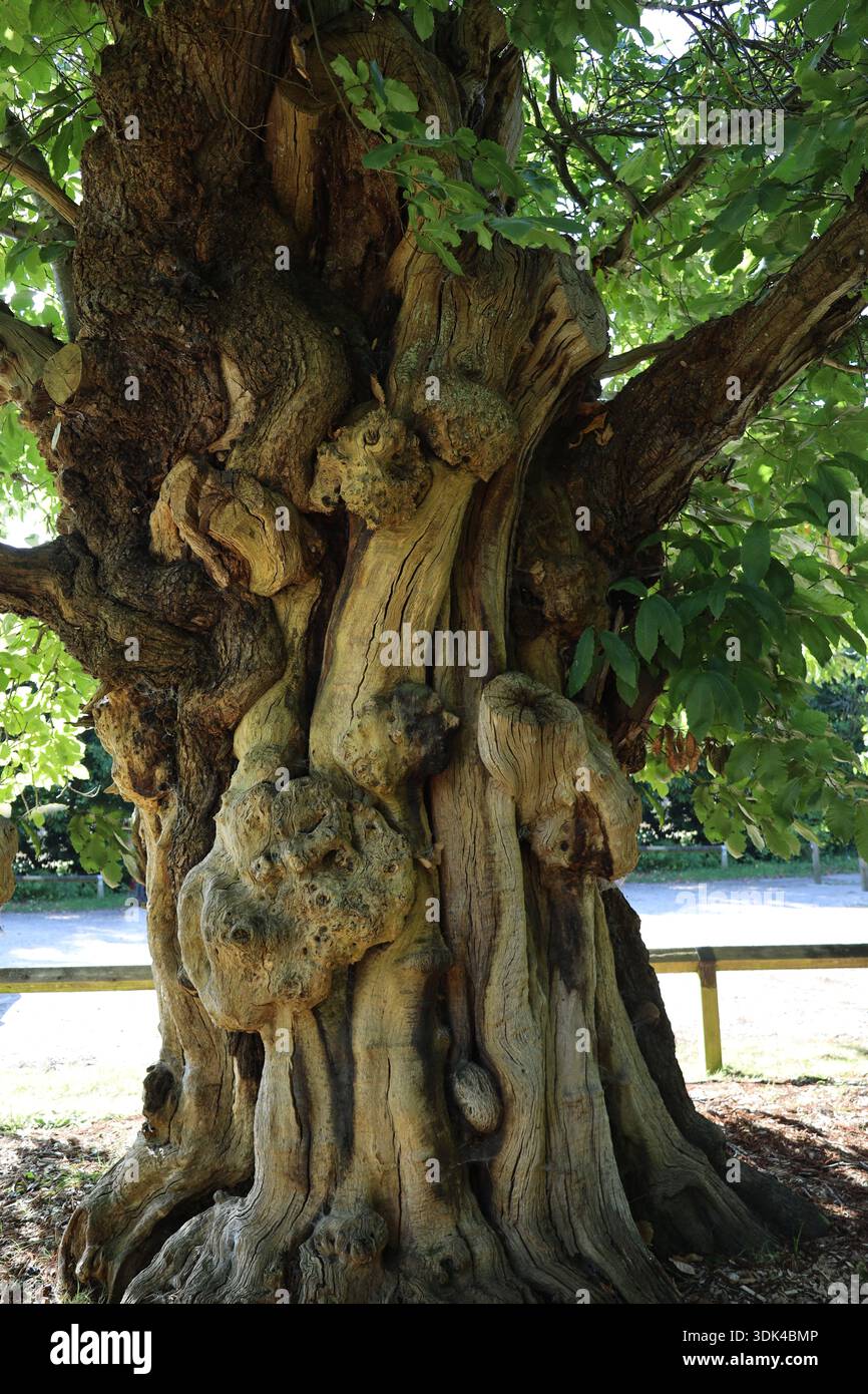 Vieil arbre feuillus noueux, Angleterre, Grande-Bretagne Banque D'Images