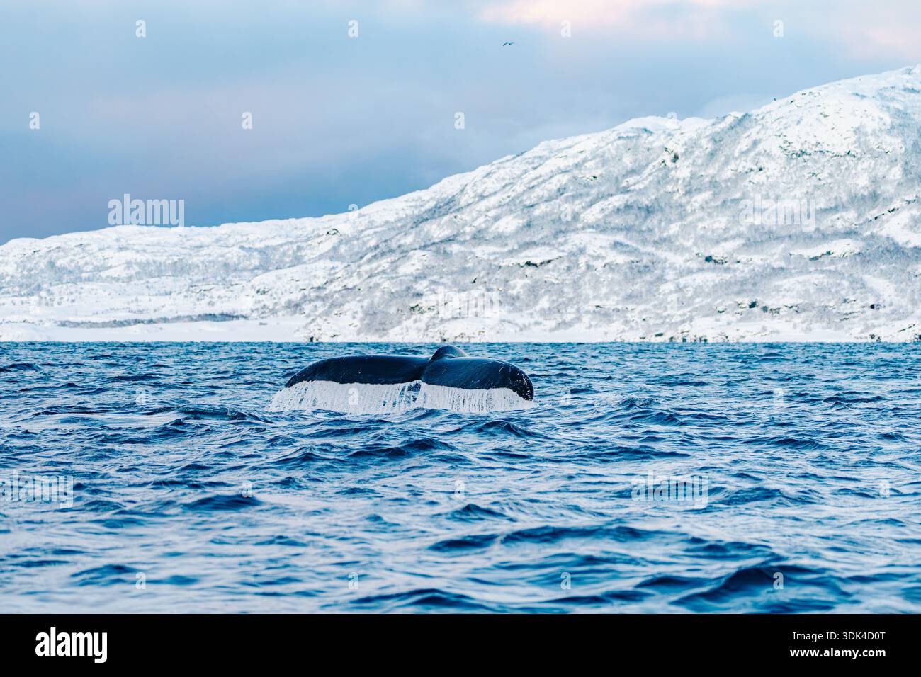 Norvège, Fylke Troms, Skjervøy, Kvænangen, nageoire de baleine à bosse Banque D'Images