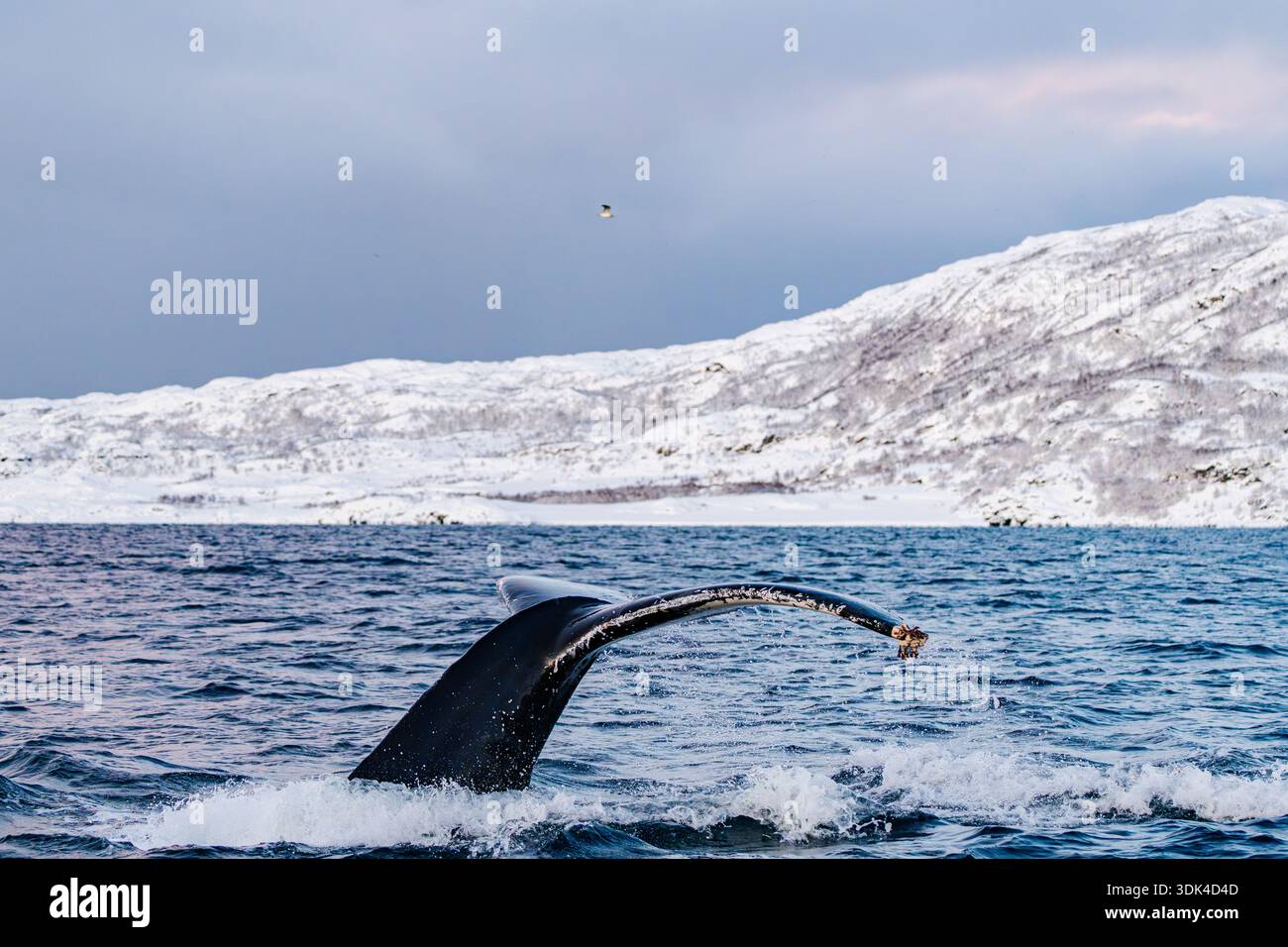 Norvège, Fylke Troms, Skjervøy, Kvænangen, baleine à bosse (nageoire de queue) Banque D'Images