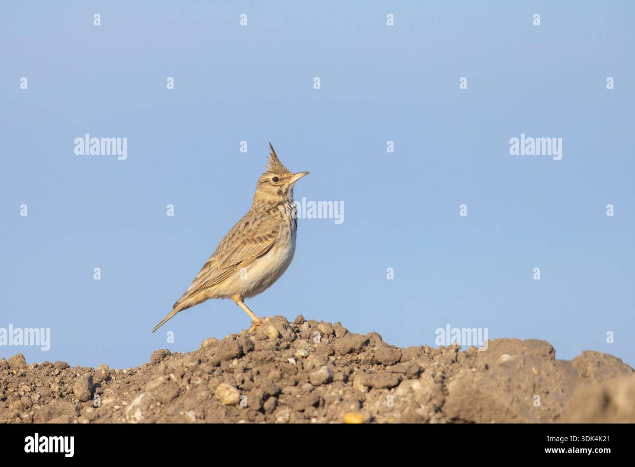 Lark à crête, Galerida cristata, alouette adulte, Mecklembourg-Poméranie occidentale, Allemagne Banque D'Images