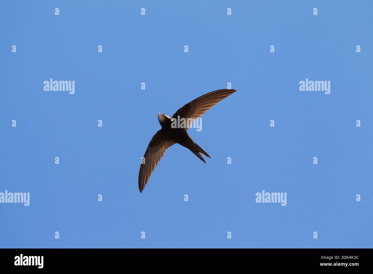 SWIFT commun, Apus apus, oiseau adulte en vol, Suède Banque D'Images