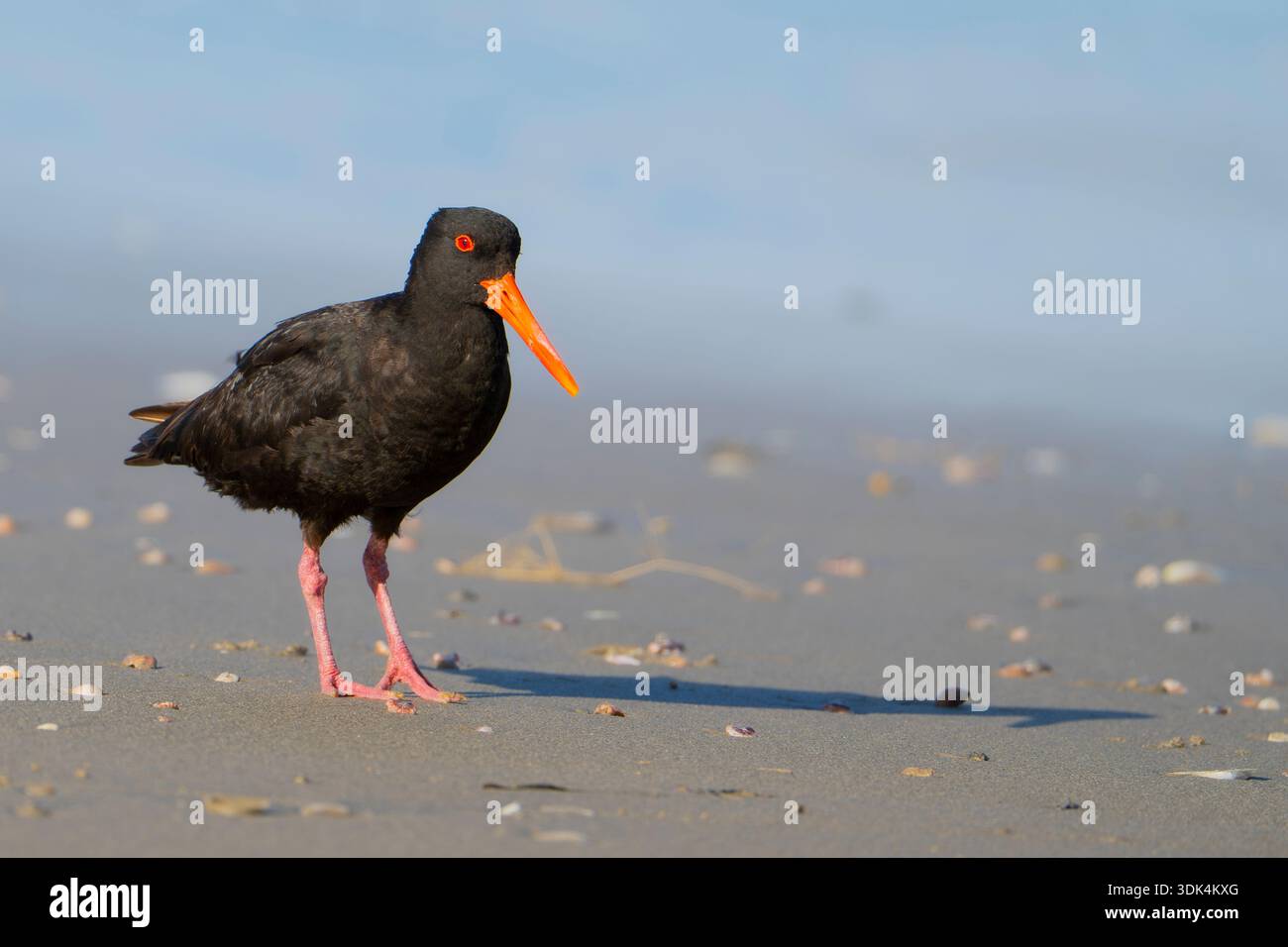 Un Oystercatcher noir debout sur une plage de sable, Nouvelle-Zélande Banque D'Images