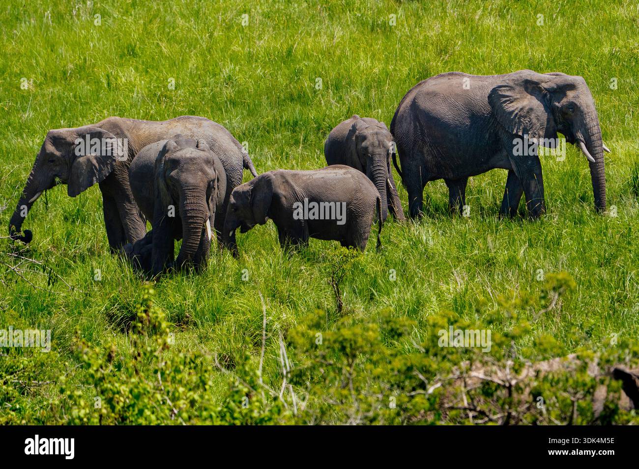 Un troupeau familial d'éléphants d'Afrique marchant ensemble à travers des prairies vertes vibrantes, en Ouganda. Banque D'Images