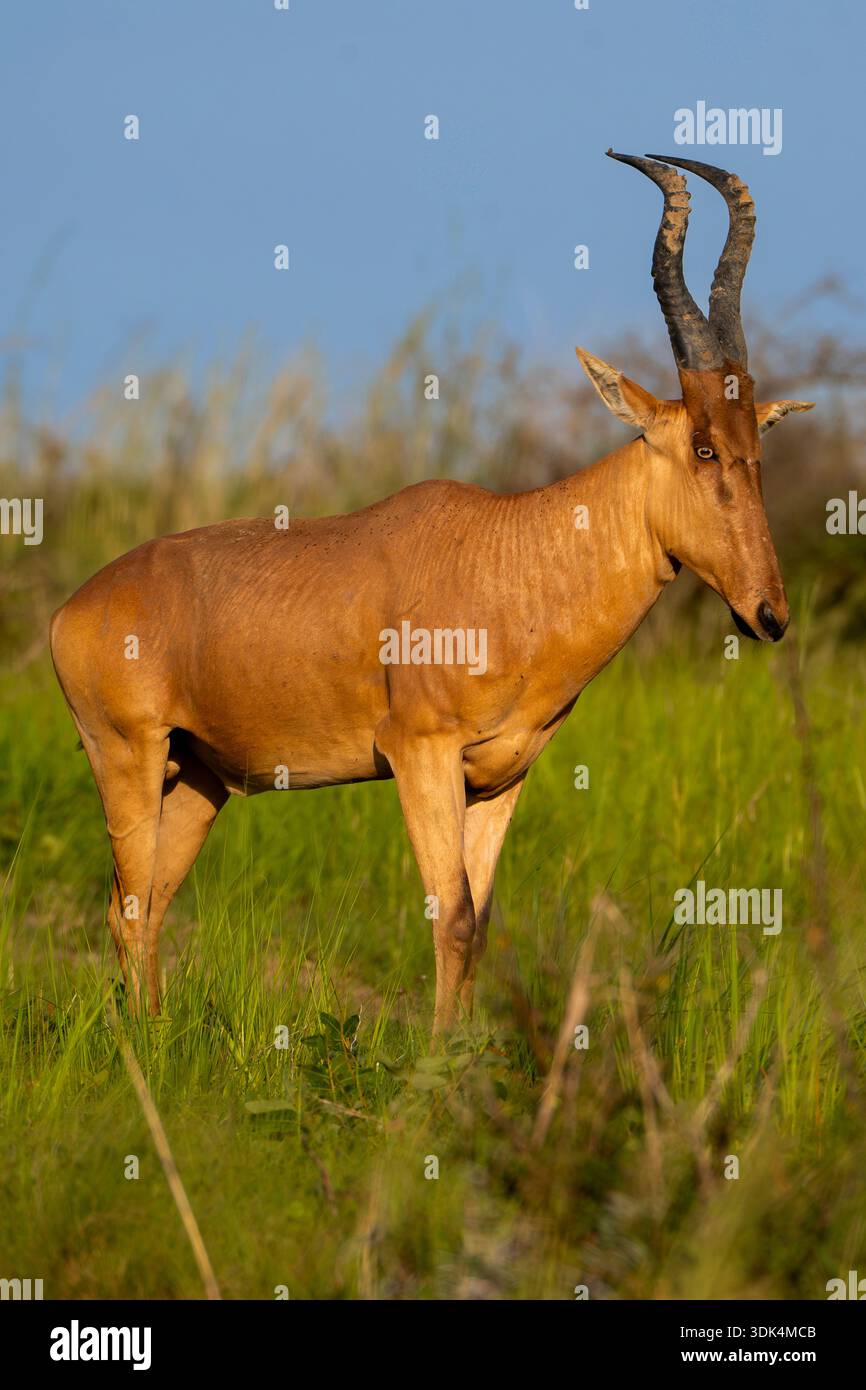 Un hartebeest de Jackson se tient alerte dans de grandes herbes vertes, Ouganda Banque D'Images
