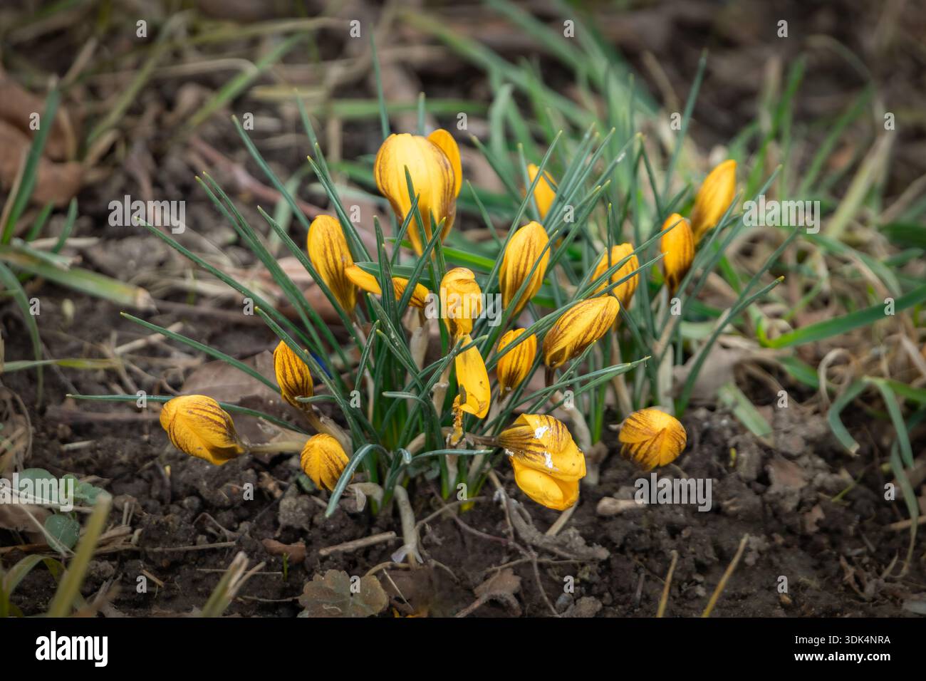 Les crocus jaunes avec des rayures brunes commencent à fleurir du sol sombre, signalant l'arrivée du début du printemps dans un jardin à Zoug, en Suisse Banque D'Images