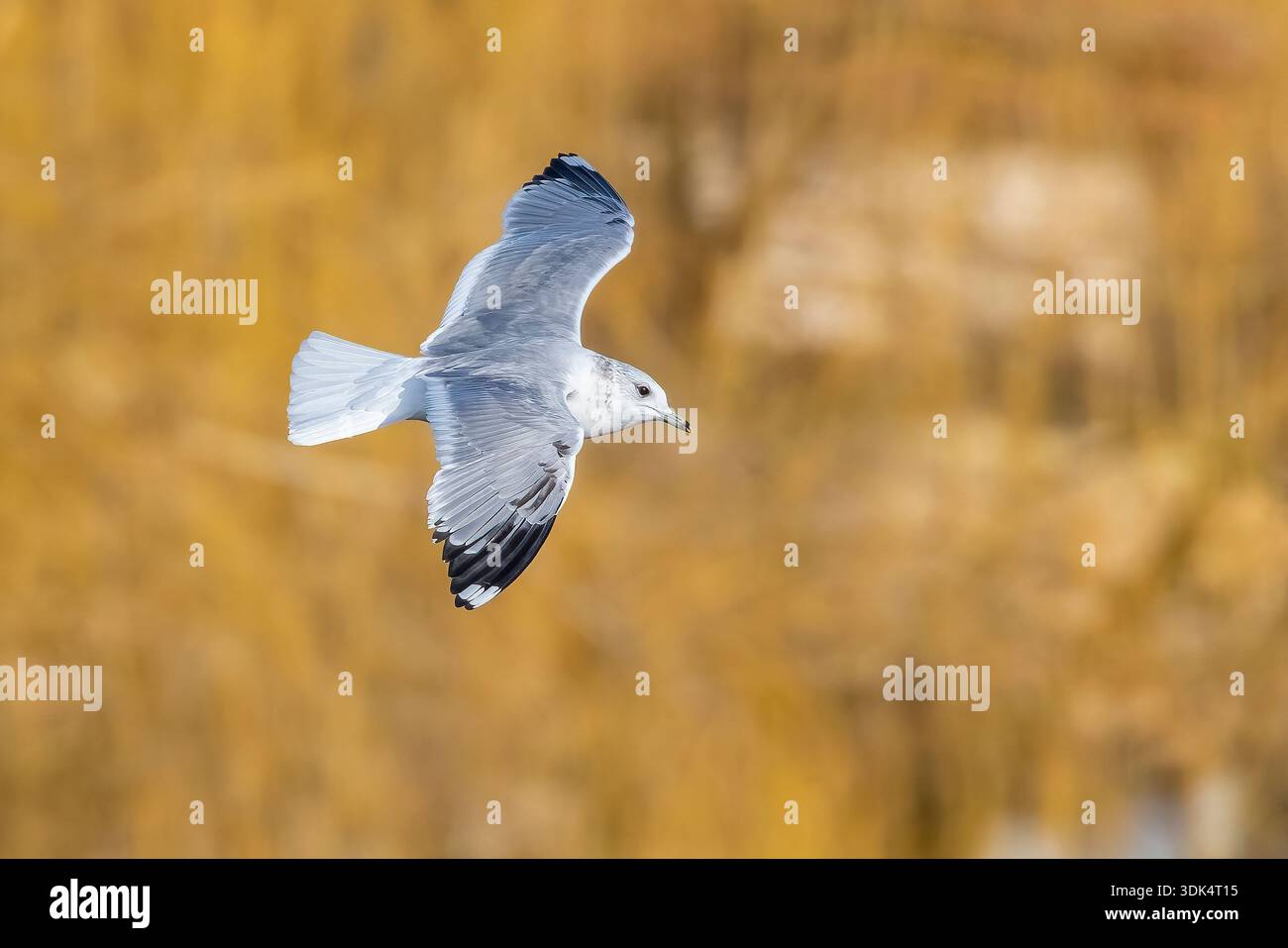 Goéland Mew (Larus canus canus, Larus canus), deuxième hiver en vol, vue de côté, Belgique, Flaemisch-Brabant Banque D'Images