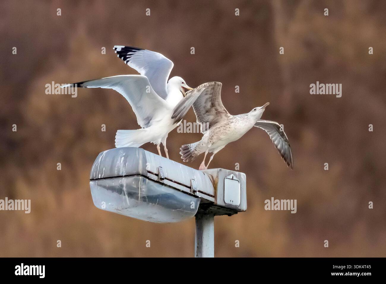 Mouette de la Caspienne (Larus cachinnans, Larus cachinnans cachinnans), adulte arrassant une mouette de la Caspienne du premier hiver, Belgique, Namur Banque D'Images