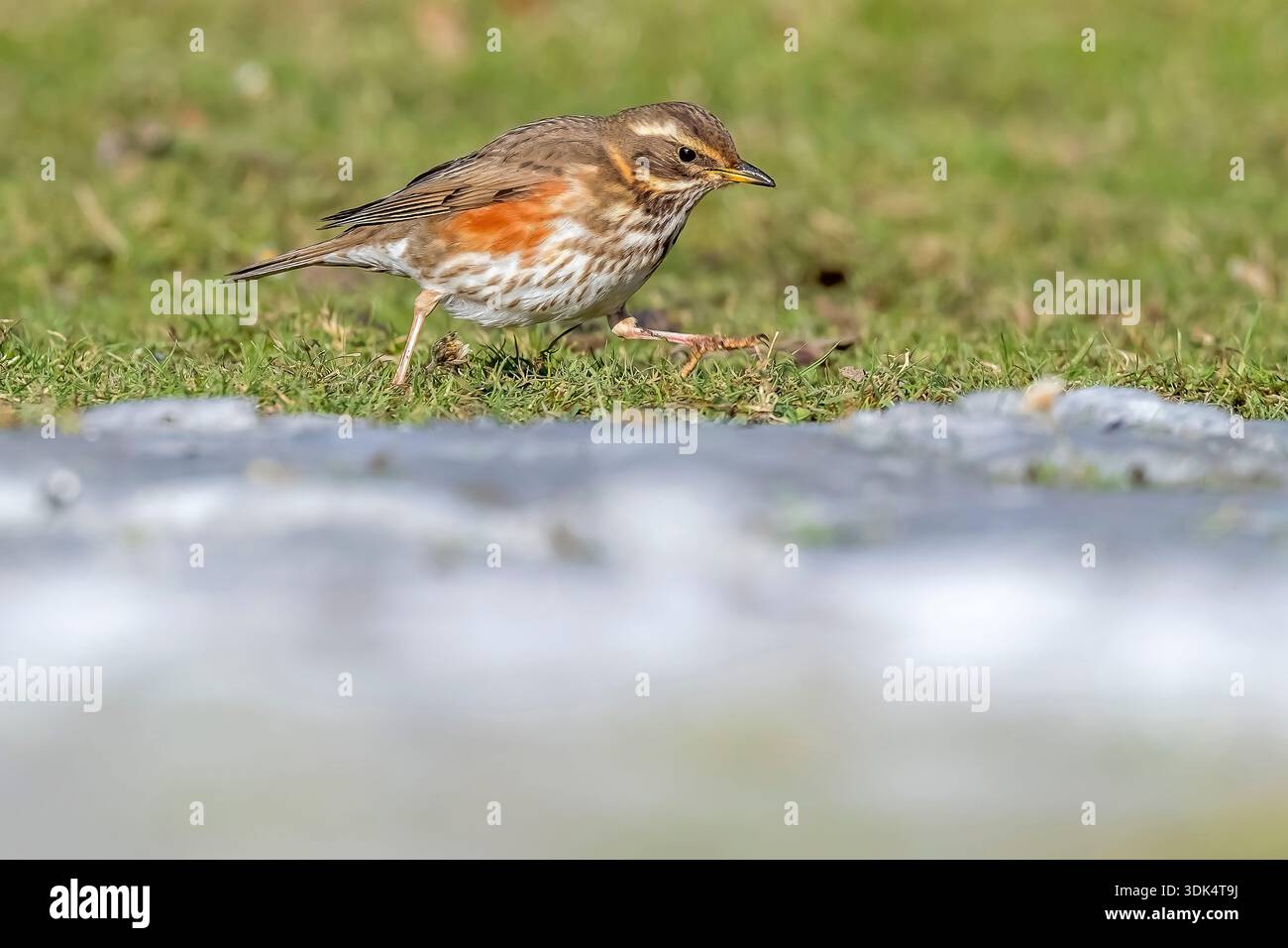 rougeon (Turdus iliacus, Turdus iliacus iliacus), première marche hivernale sur l'herbe, Belgique, Flaemisch-Brabant Banque D'Images