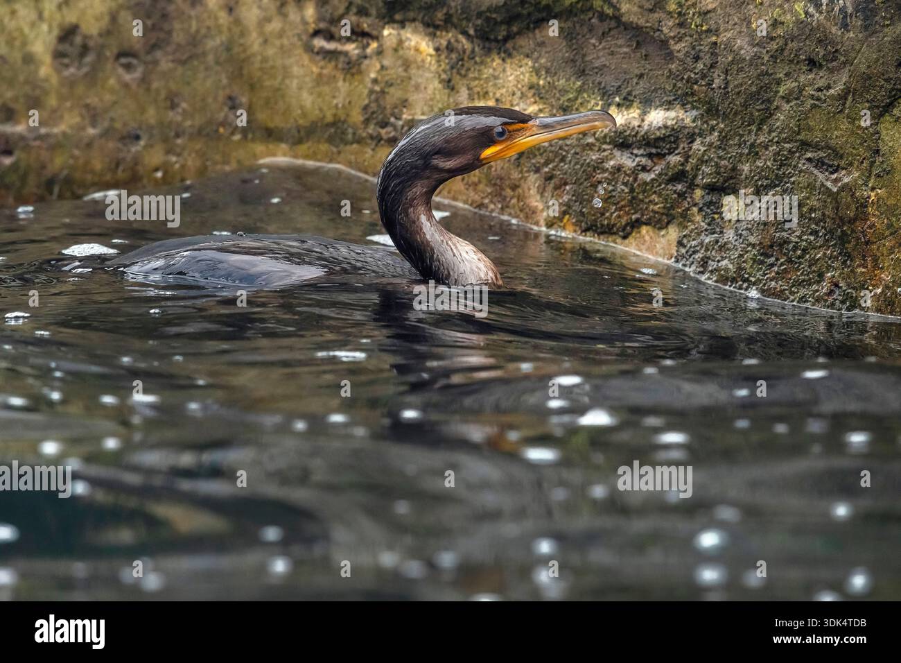 Cormoran à double crête (Nannopterum auritum, Phalacrocorax auritus), première baignade hivernale près du port principal, Açores, Corvo Banque D'Images