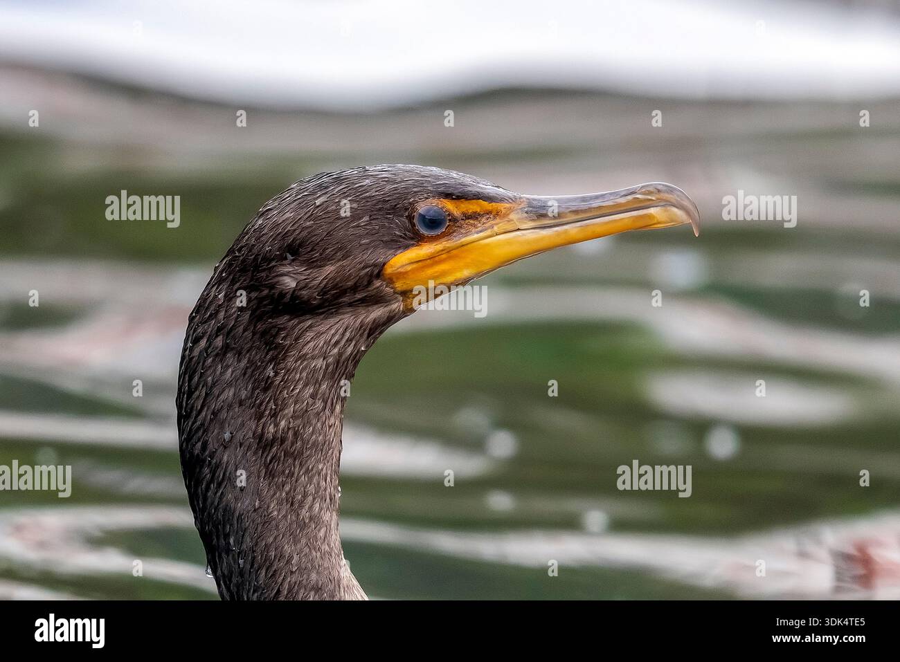 Cormoran à double crête (Nannopterum auritum, Phalacrocorax auritus), premier hiver, portrait, Açores Banque D'Images