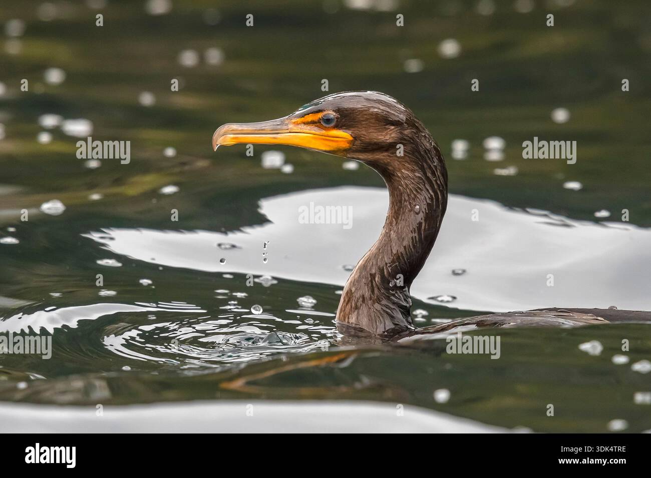 Cormoran à double crête (Nannopterum auritum, Phalacrocorax auritus), première baignade hivernale près du port principal, les Açores Banque D'Images