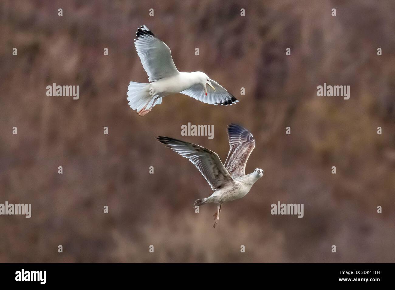 Mouette de la Caspienne (Larus cachinnans, Larus cachinnans cachinnans), adulte arrassant une mouette de la Caspienne du premier hiver, Belgique, Namur Banque D'Images