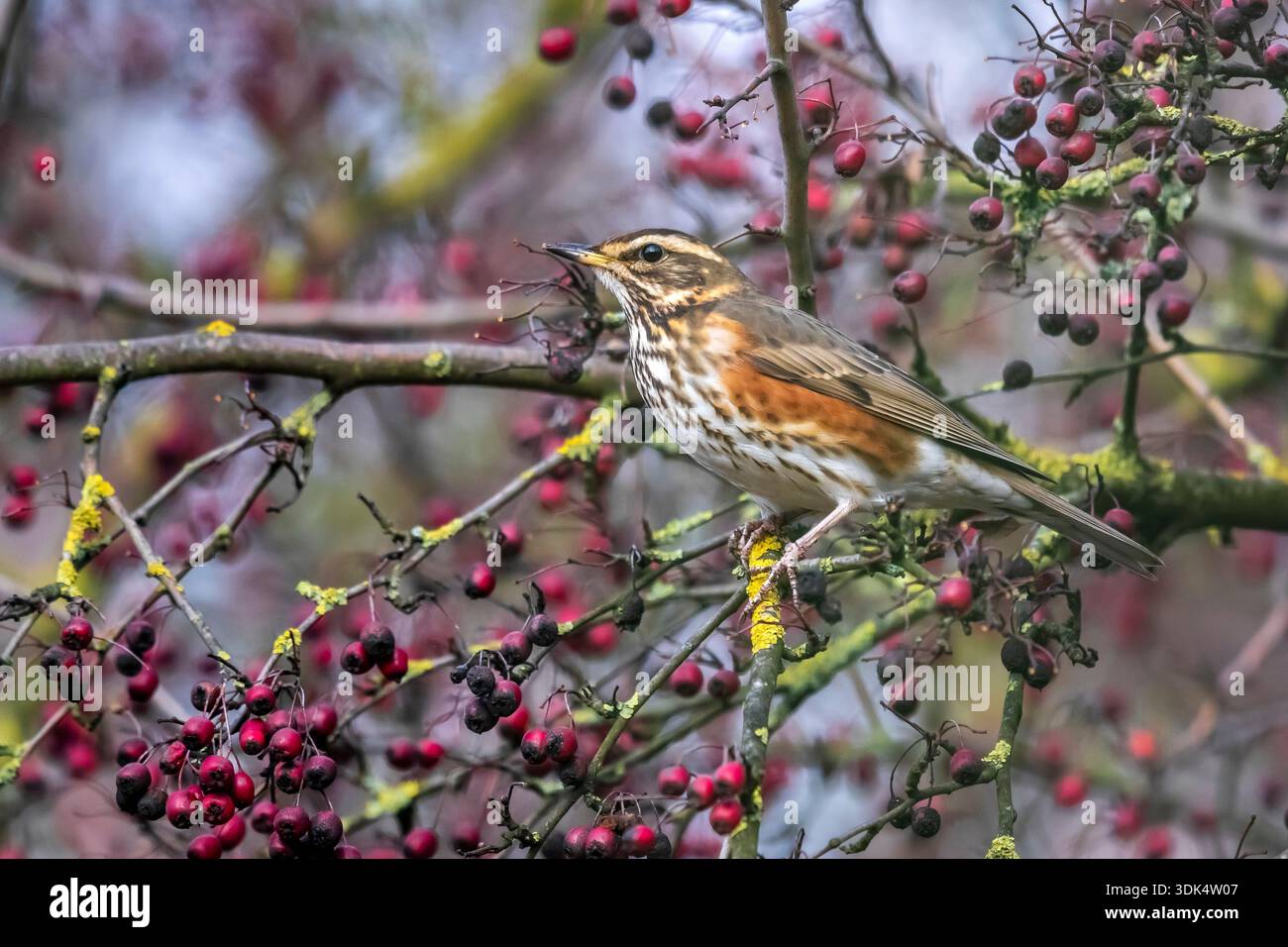 rougeon (Turdus iliacus iliacus), premier hiver perché sur un arbre, Belgique, Flaemisch-Brabant Banque D'Images