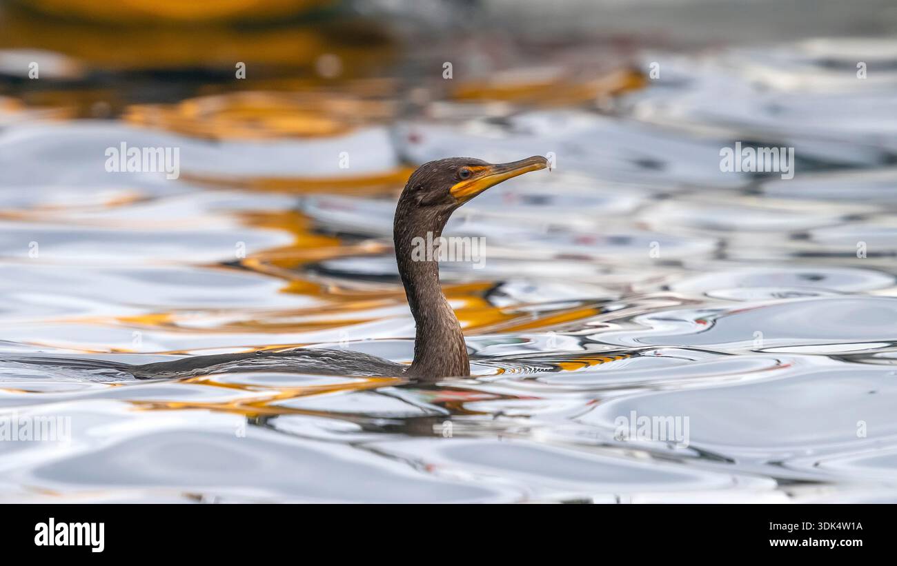 Cormoran à double crête (Nannopterum auritum, Phalacrocorax auritus), première baignade hivernale près du port principal, Açores, Corvo Banque D'Images