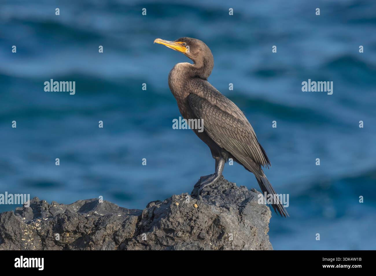 Cormoran à crête double (Nannopterum auritum, Phalacrocorax auritus), premier hiver sur une roche côtière, Açores, Corvo Banque D'Images